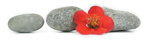 Steine mit Blume
